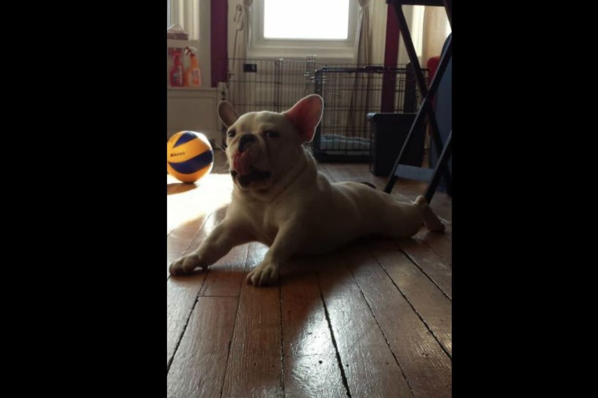 Champagne Isabella French Bulldogs (6 lbs) breeder image 59