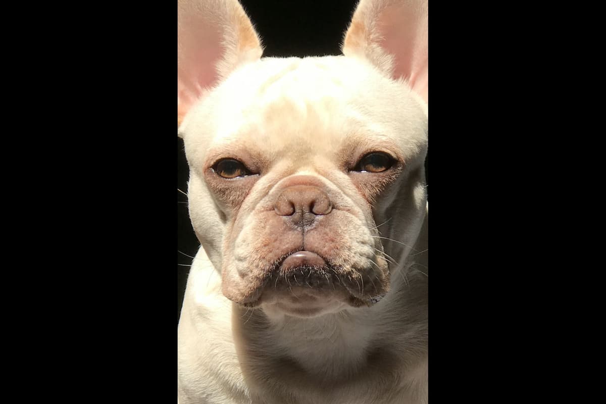 Champagne Isabella French Bulldogs (6 lbs) breeder image 63