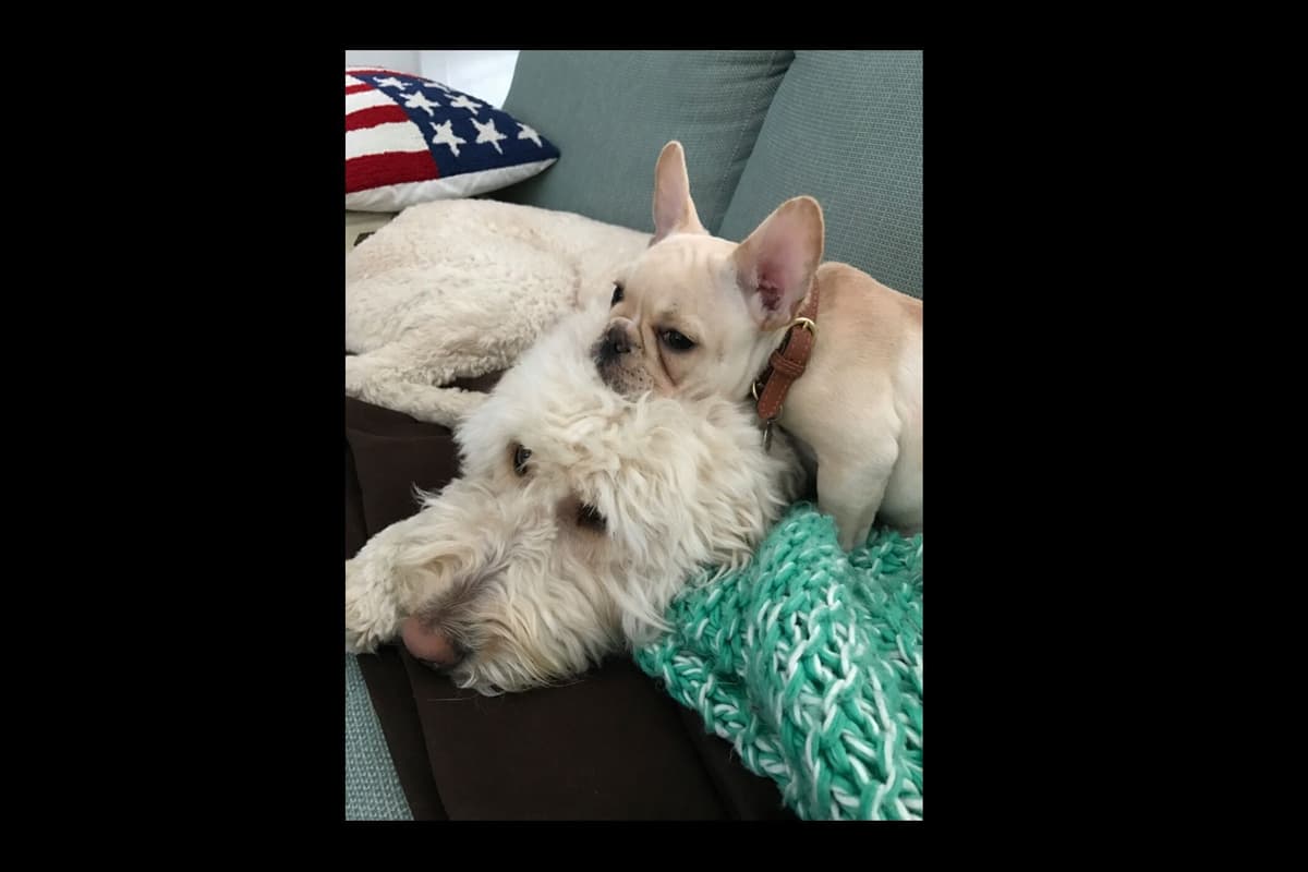 Champagne Isabella French Bulldogs (6 lbs) breeder image 28