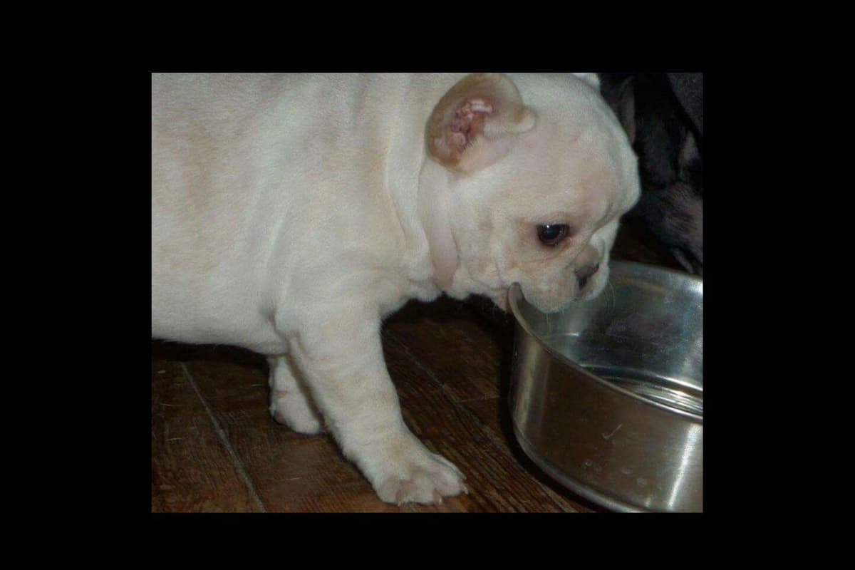 Champagne Isabella French Bulldogs (6 lbs) breeder image 36