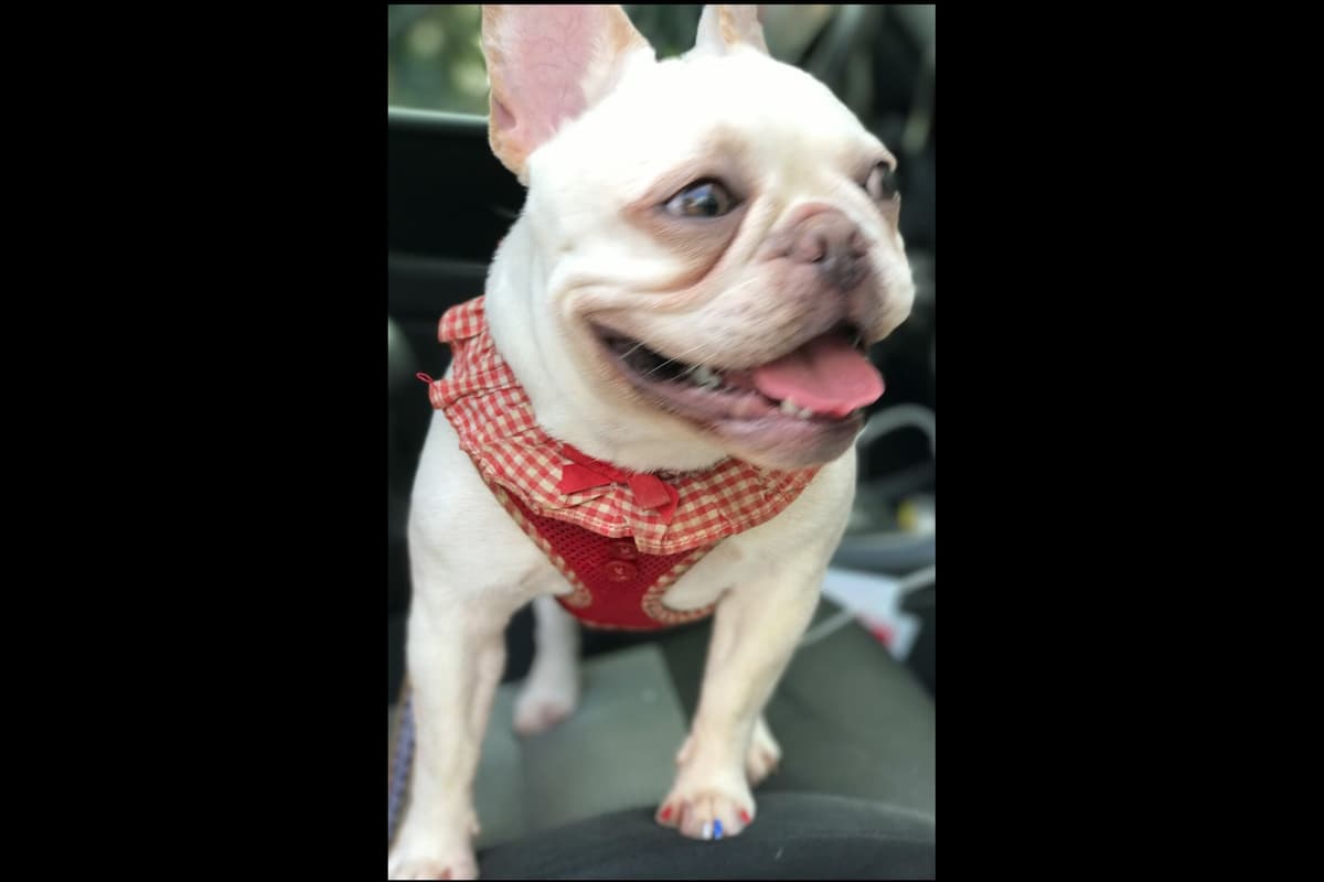 Champagne Isabella French Bulldogs (6 lbs) breeder image 23