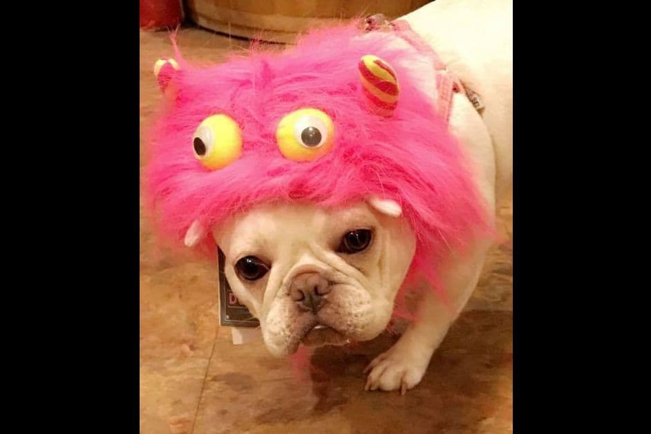 Champagne Isabella French Bulldogs (6 lbs) breeder image 66
