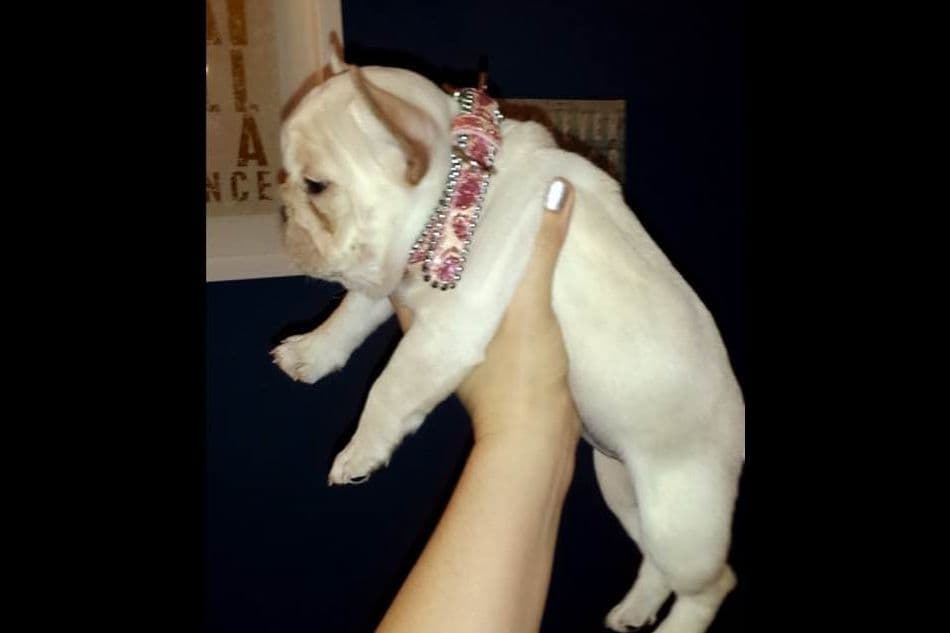 Champagne Isabella French Bulldogs (6 lbs) breeder image 50