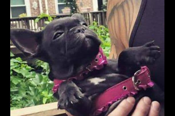 Champagne Isabella French Bulldogs (6 lbs) breeder image 51