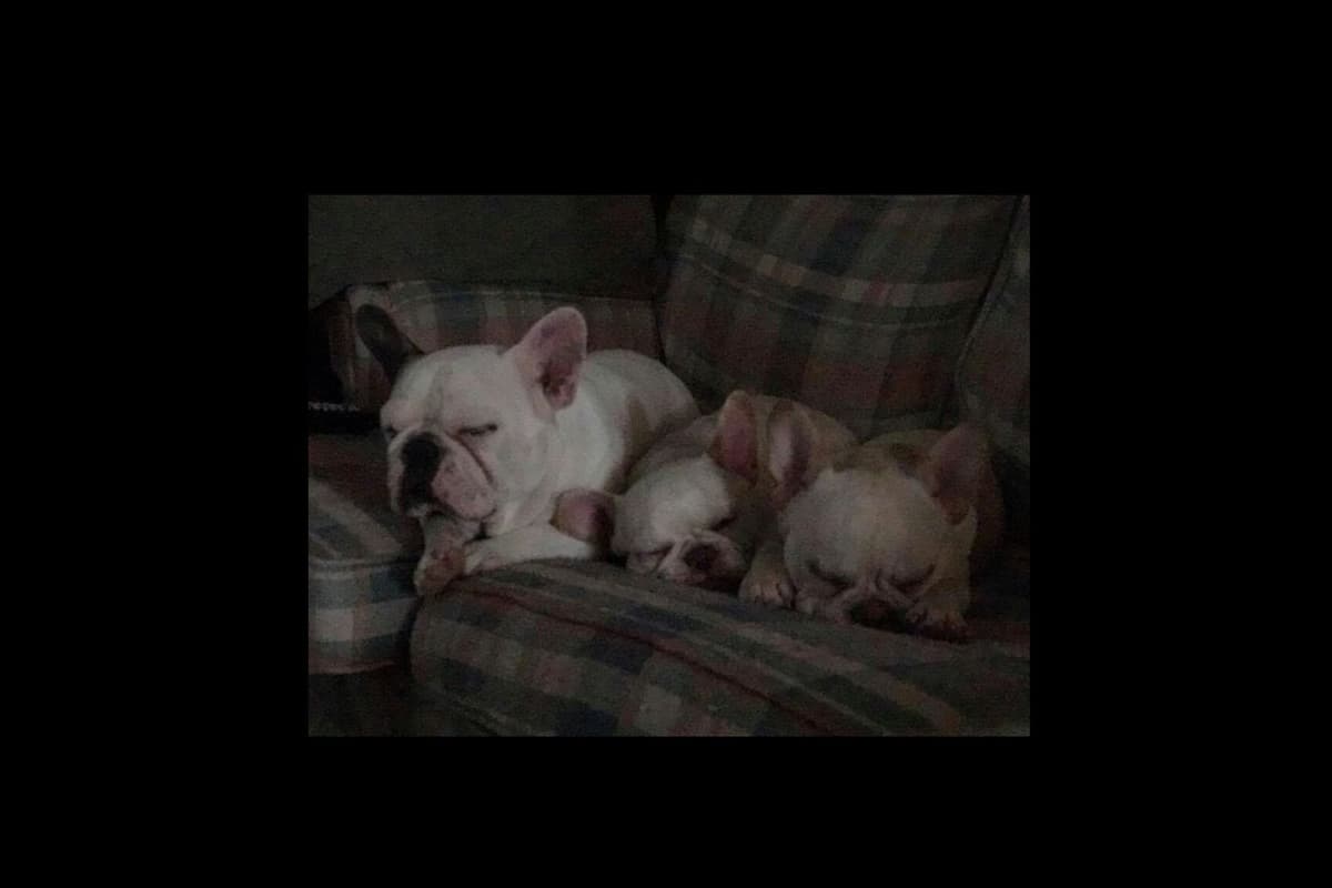 Champagne Isabella French Bulldogs (6 lbs) breeder image 65