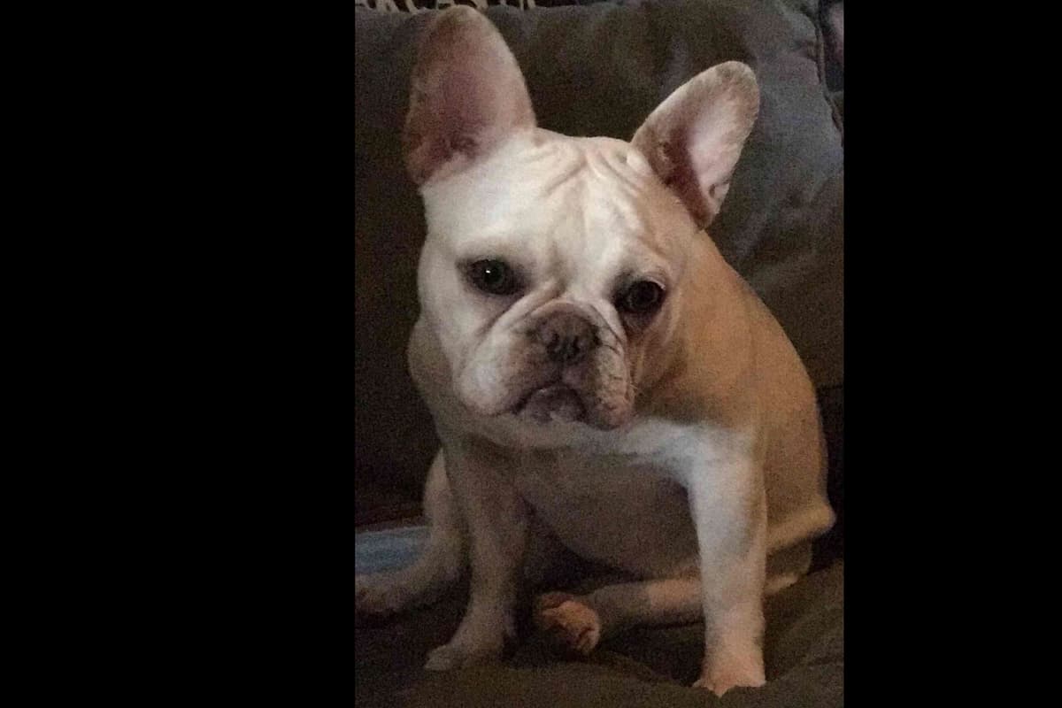 Champagne Isabella French Bulldogs (6 lbs) breeder image 57