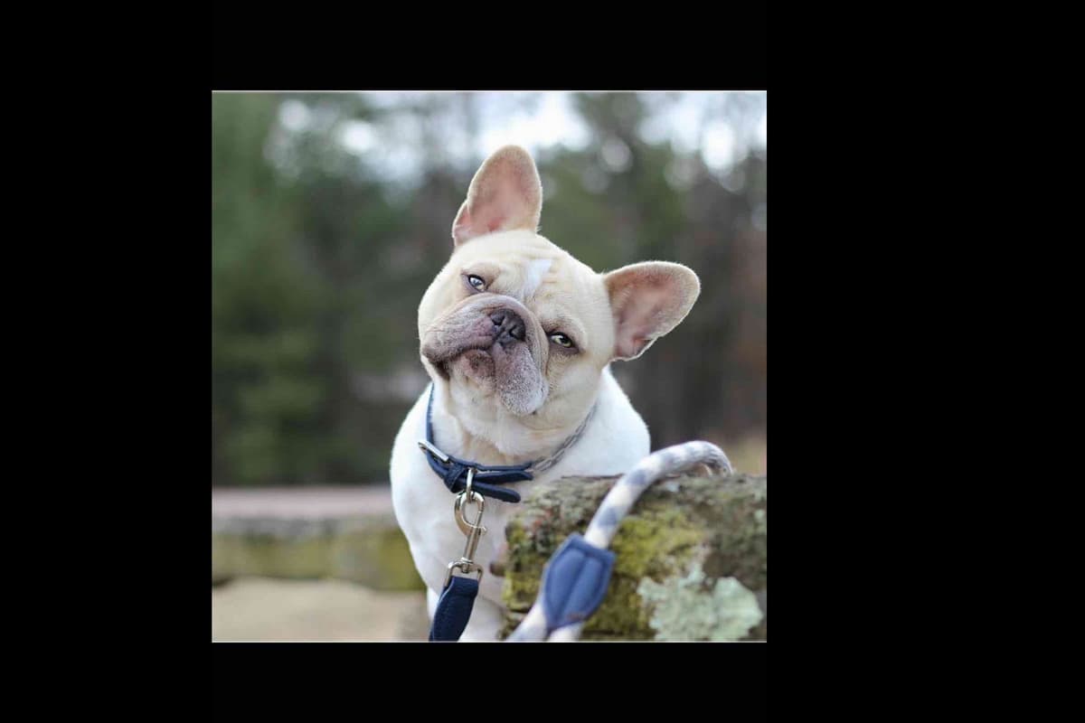 Champagne Isabella French Bulldogs (6 lbs) breeder image 46