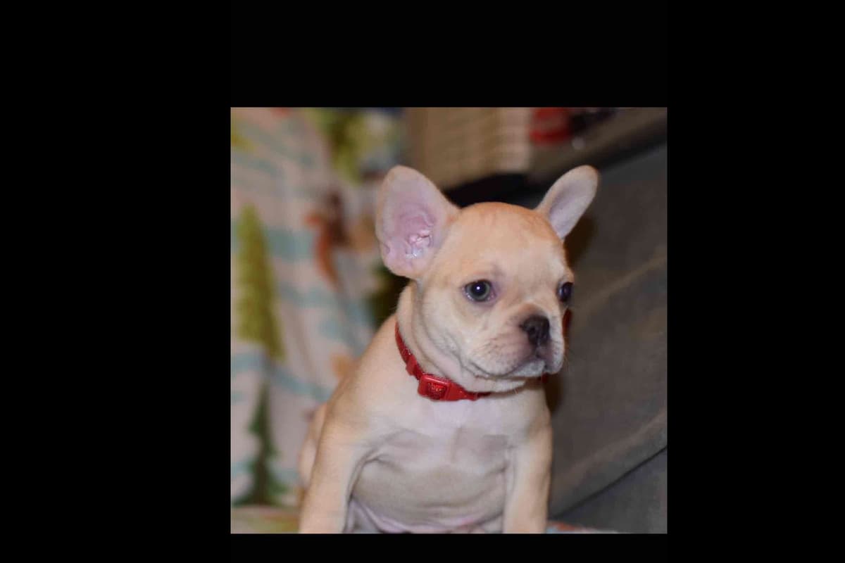 Champagne Isabella French Bulldogs (6 lbs) breeder image 61