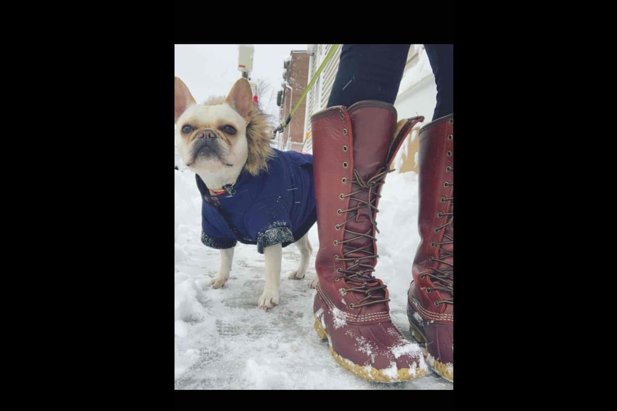 Champagne Isabella French Bulldogs (6 lbs) breeder image 37