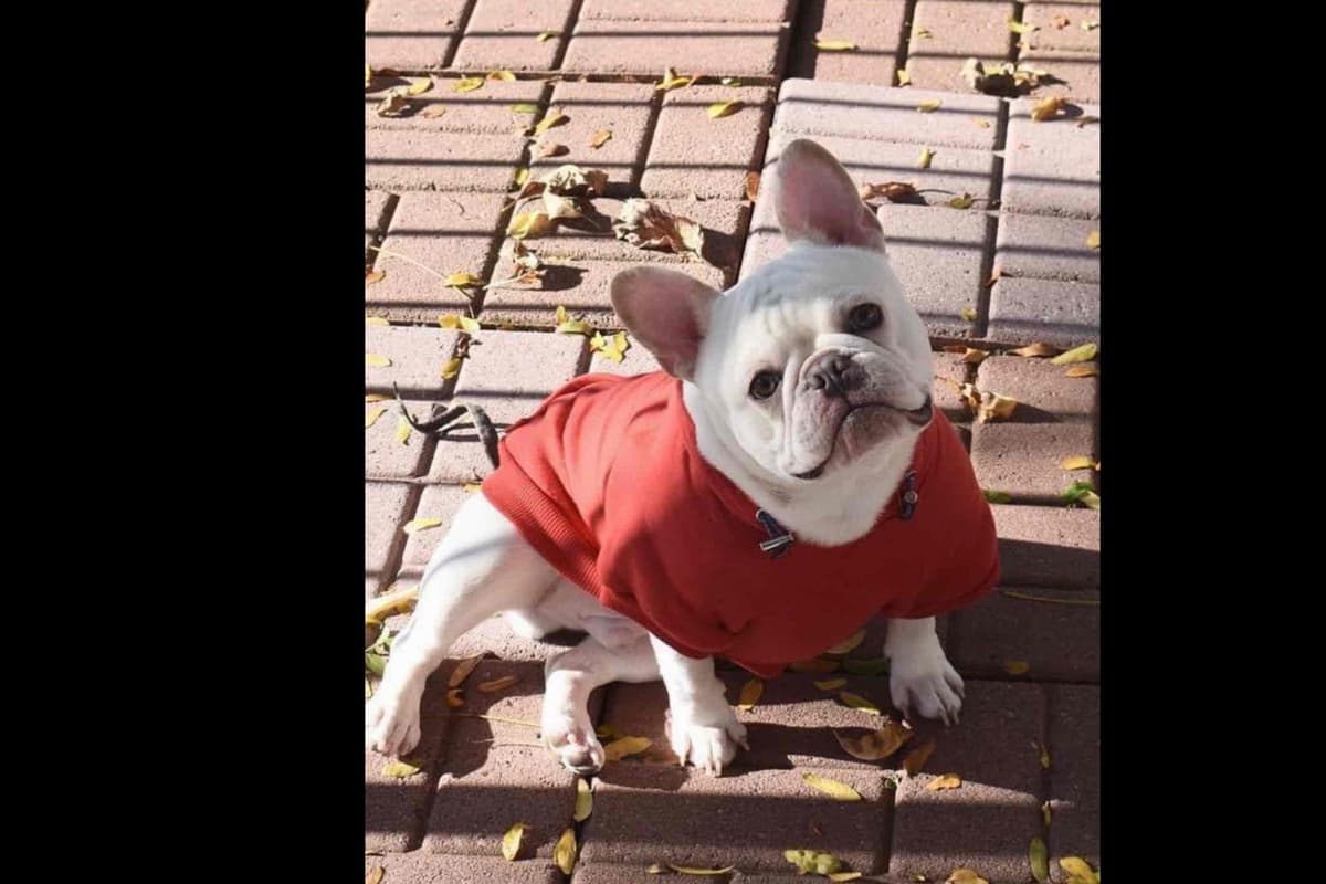 Champagne Isabella French Bulldogs (6 lbs) breeder image 41