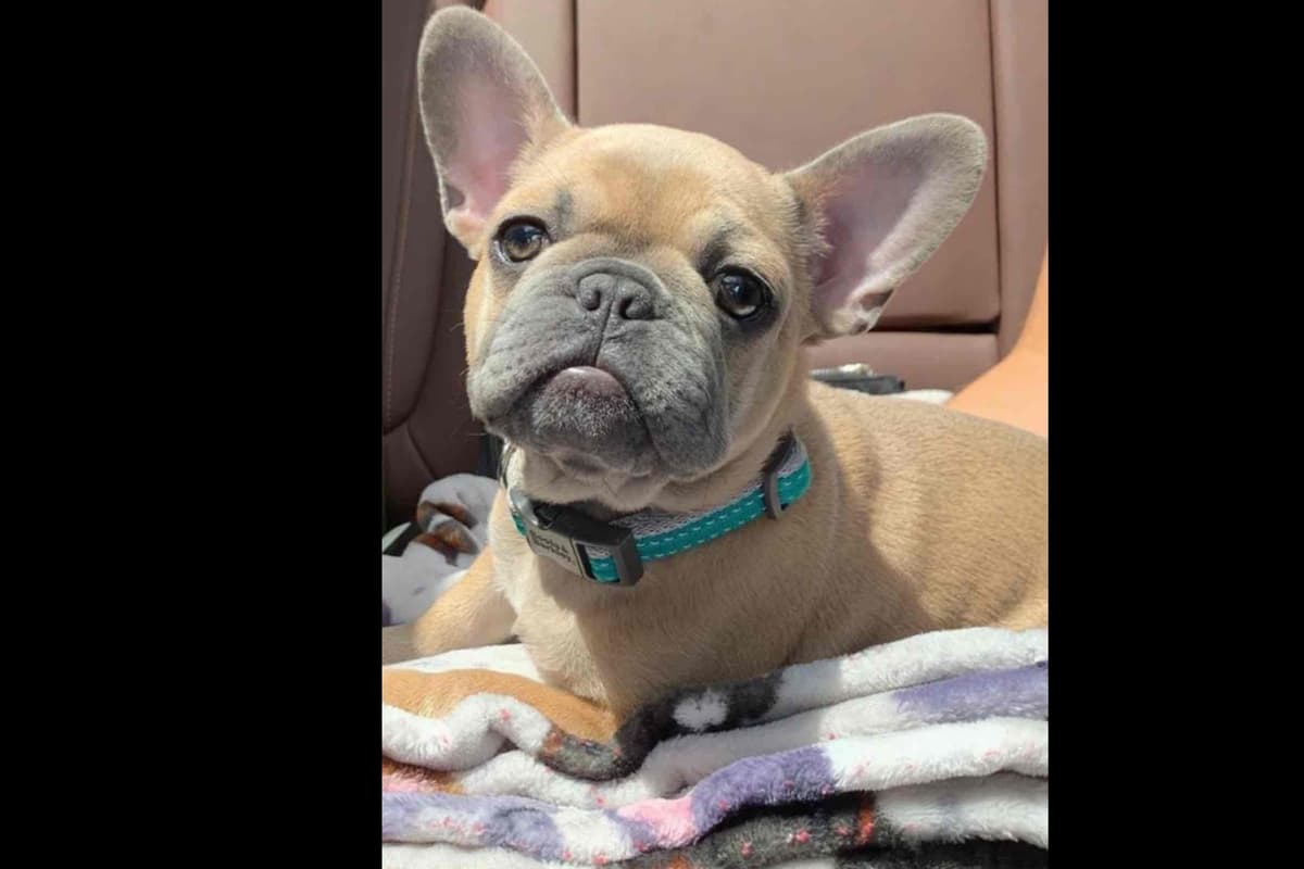 Champagne Isabella French Bulldogs (6 lbs) breeder image 12