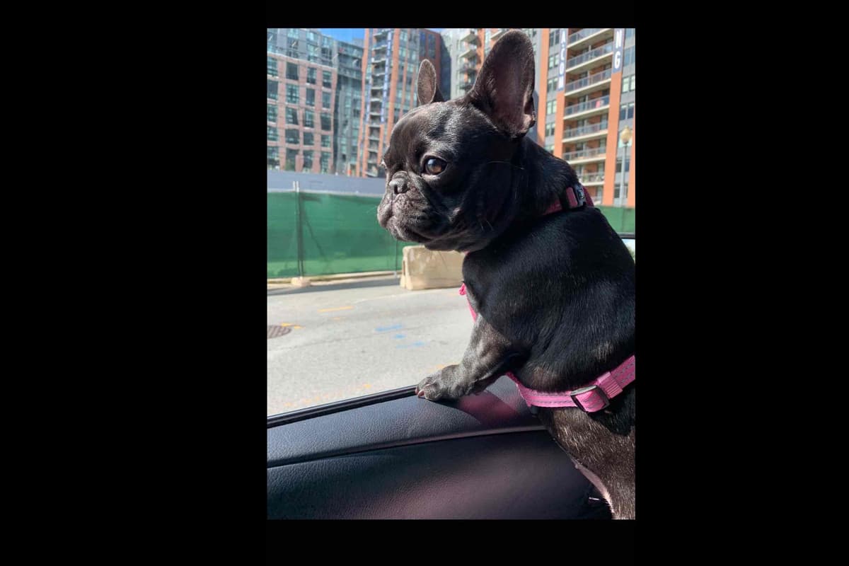 Champagne Isabella French Bulldogs (6 lbs) breeder image 39