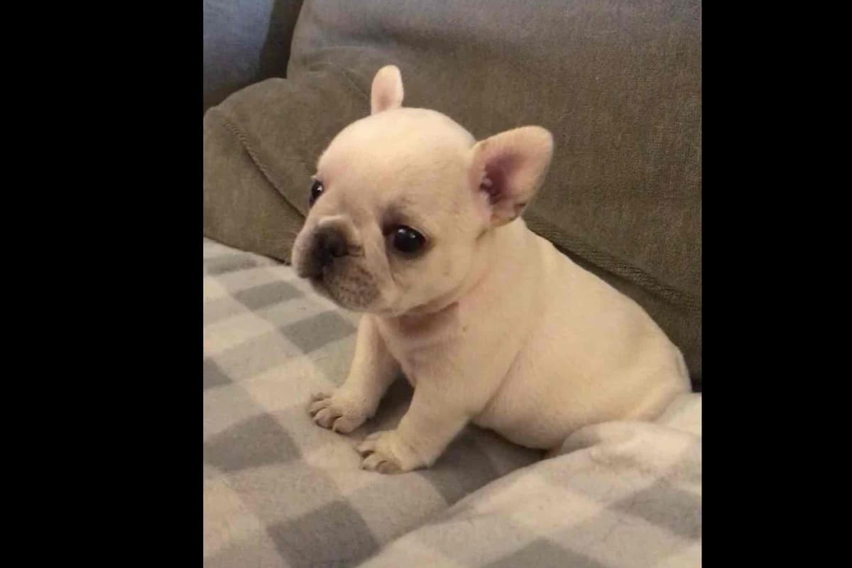 Champagne Isabella French Bulldogs (6 lbs) breeder image 40