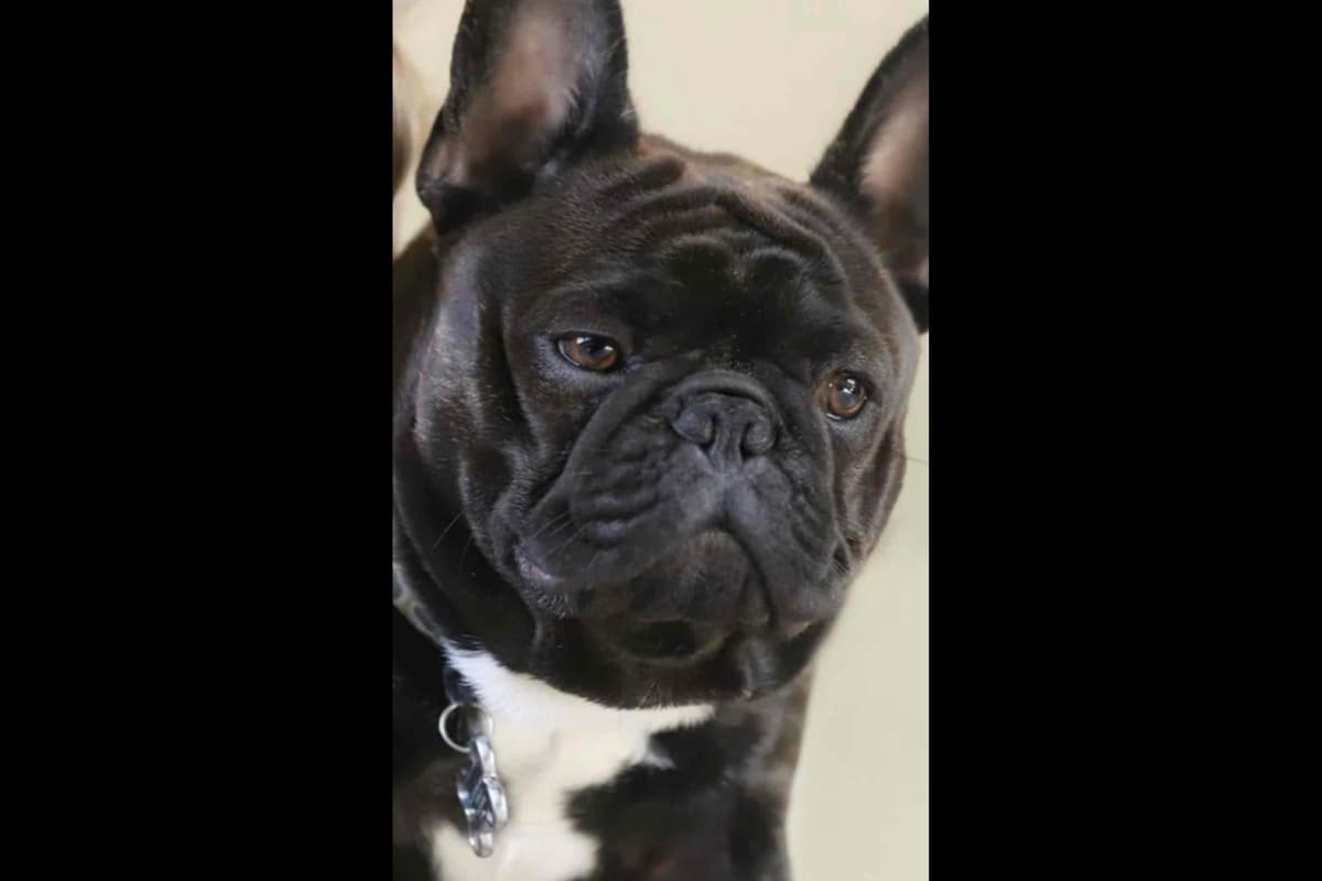 Champagne Isabella French Bulldogs (6 lbs) breeder image 49