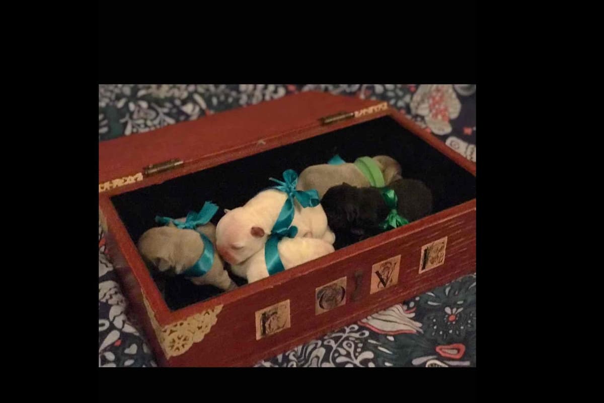 Champagne Isabella French Bulldogs (6 lbs) breeder image 67