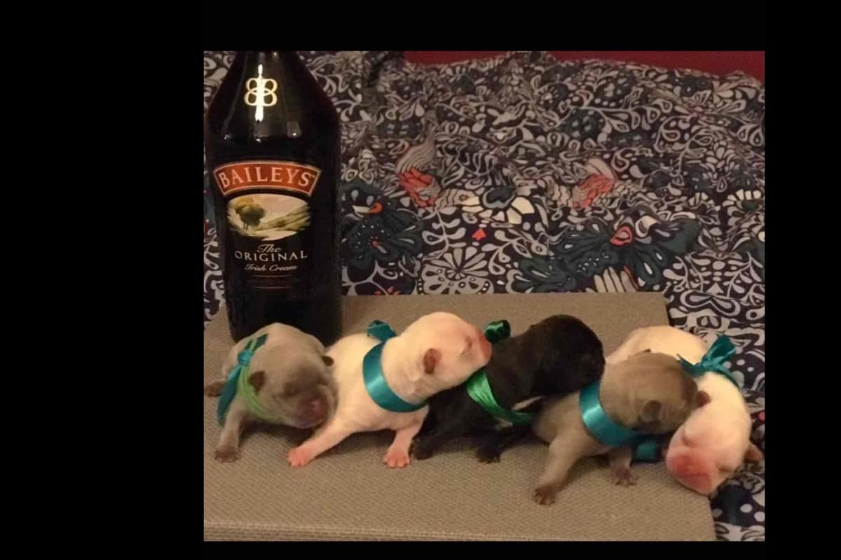 Champagne Isabella French Bulldogs (6 lbs) breeder image 60