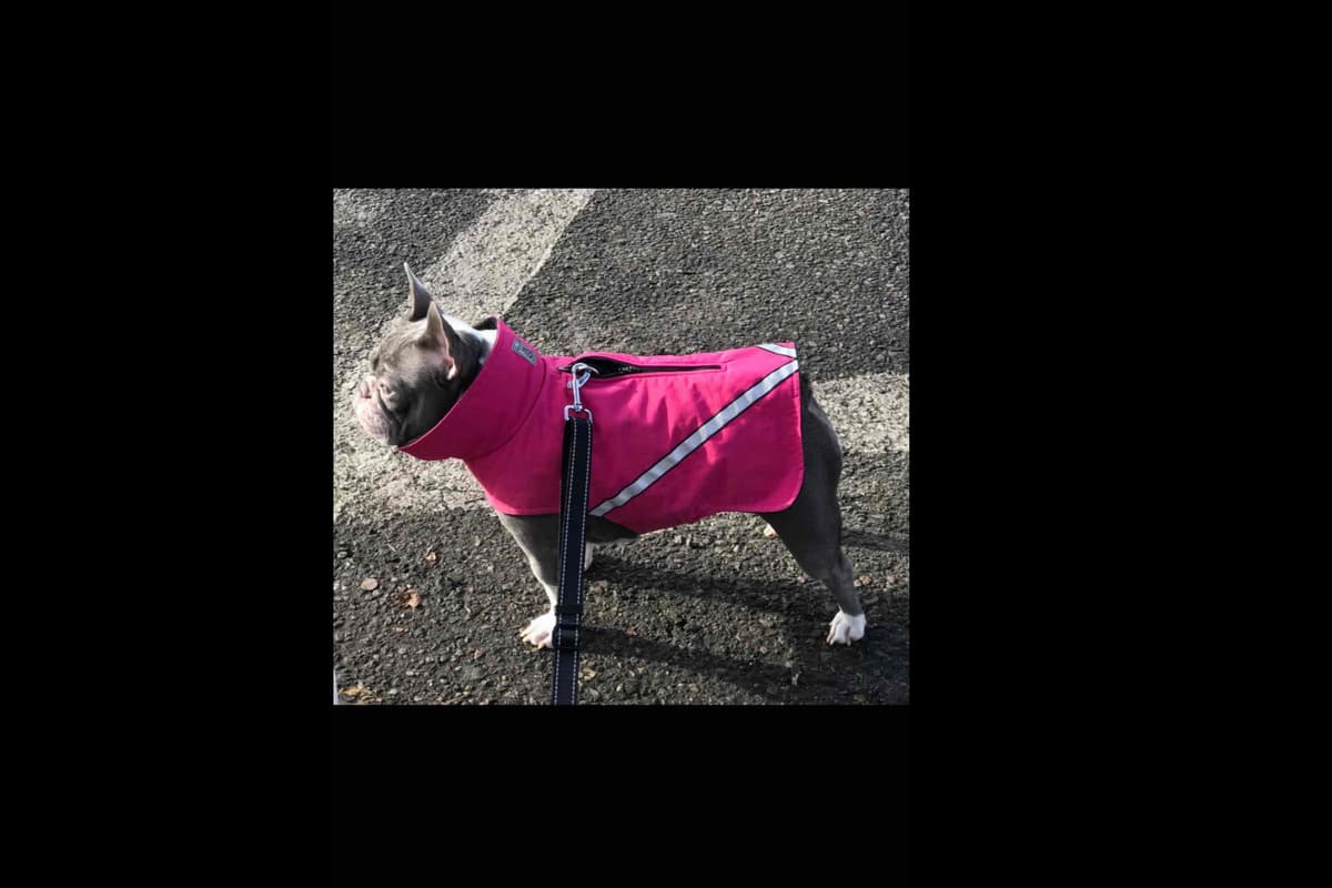 Champagne Isabella French Bulldogs (6 lbs) breeder image 48