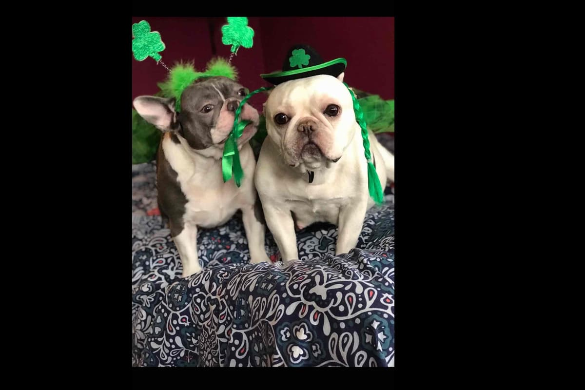 Champagne Isabella French Bulldogs (6 lbs) breeder image 26