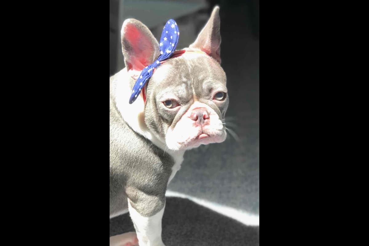 Champagne Isabella French Bulldogs (6 lbs) breeder image 38