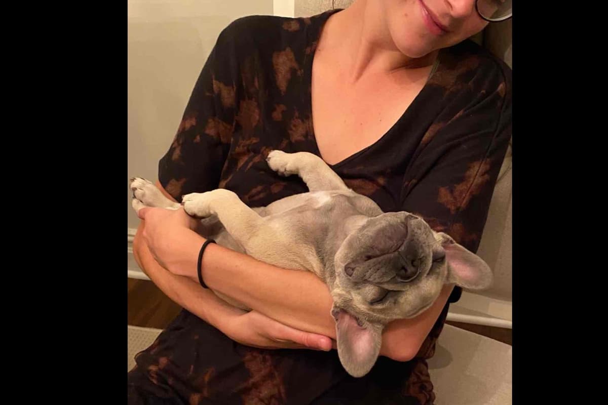 Champagne Isabella French Bulldogs (6 lbs) breeder image 53