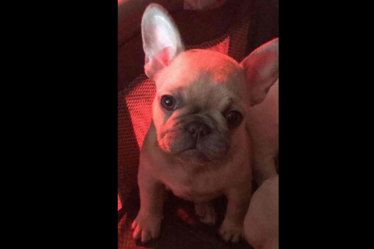 Champagne Isabella French Bulldogs (6 lbs) breeder image 31