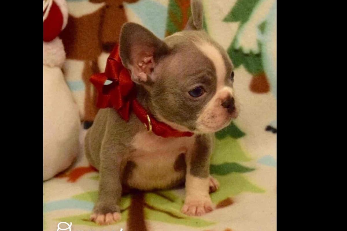 Champagne Isabella French Bulldogs (6 lbs) breeder image 32