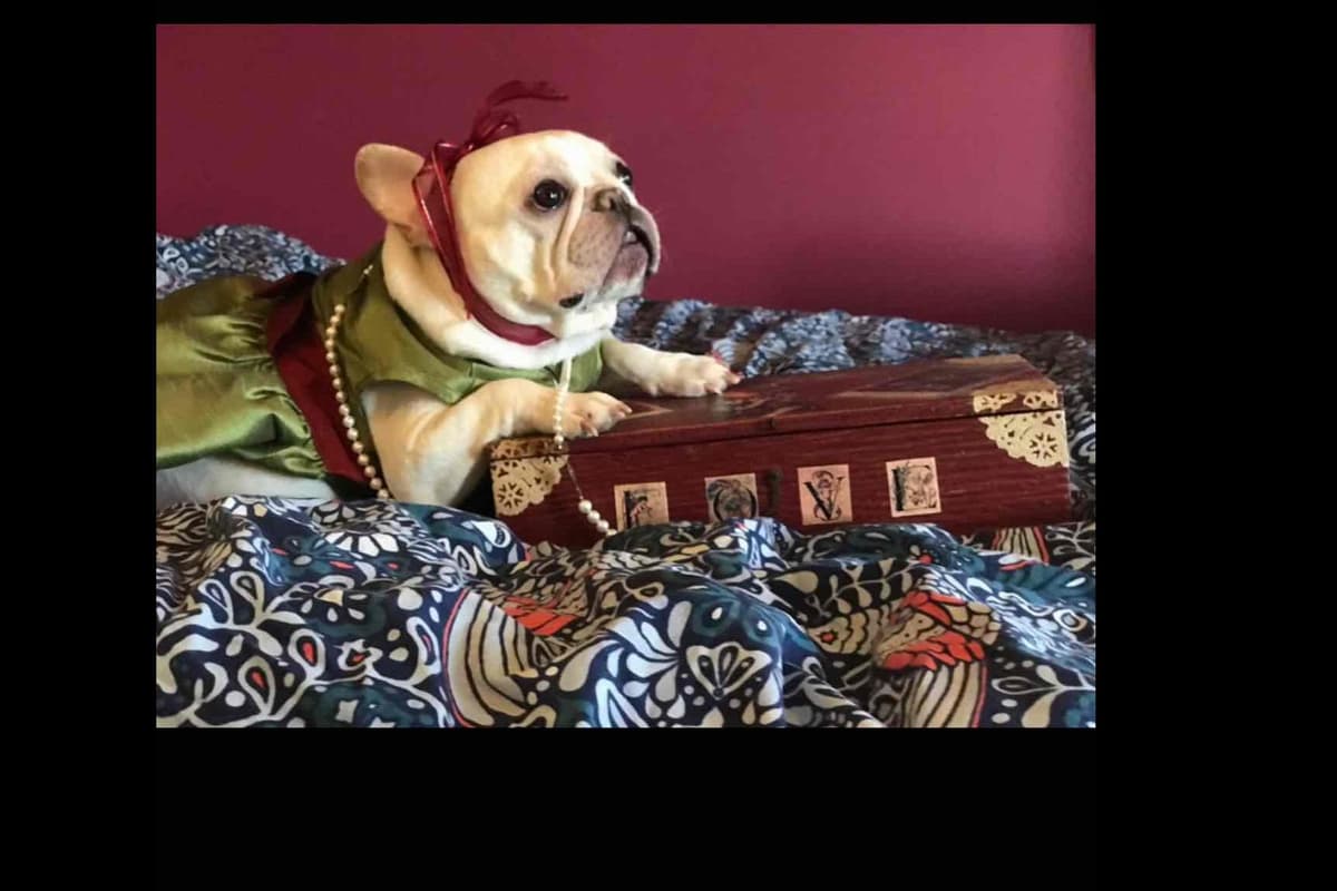 Champagne Isabella French Bulldogs (6 lbs) breeder image 8