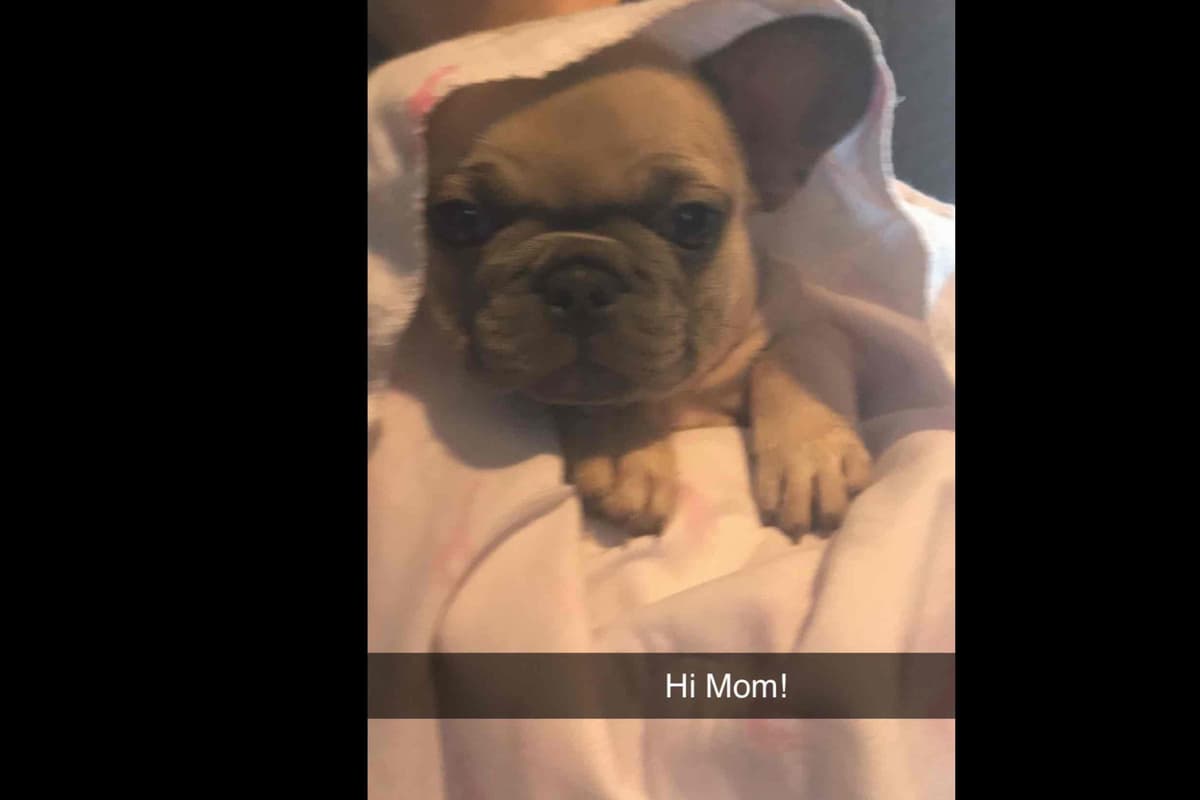 Champagne Isabella French Bulldogs (6 lbs) breeder image 68