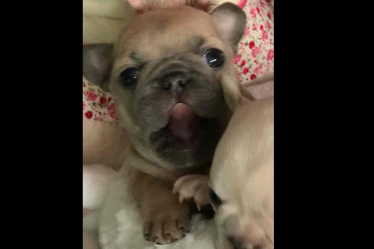Champagne Isabella French Bulldogs (6 lbs) breeder image 43