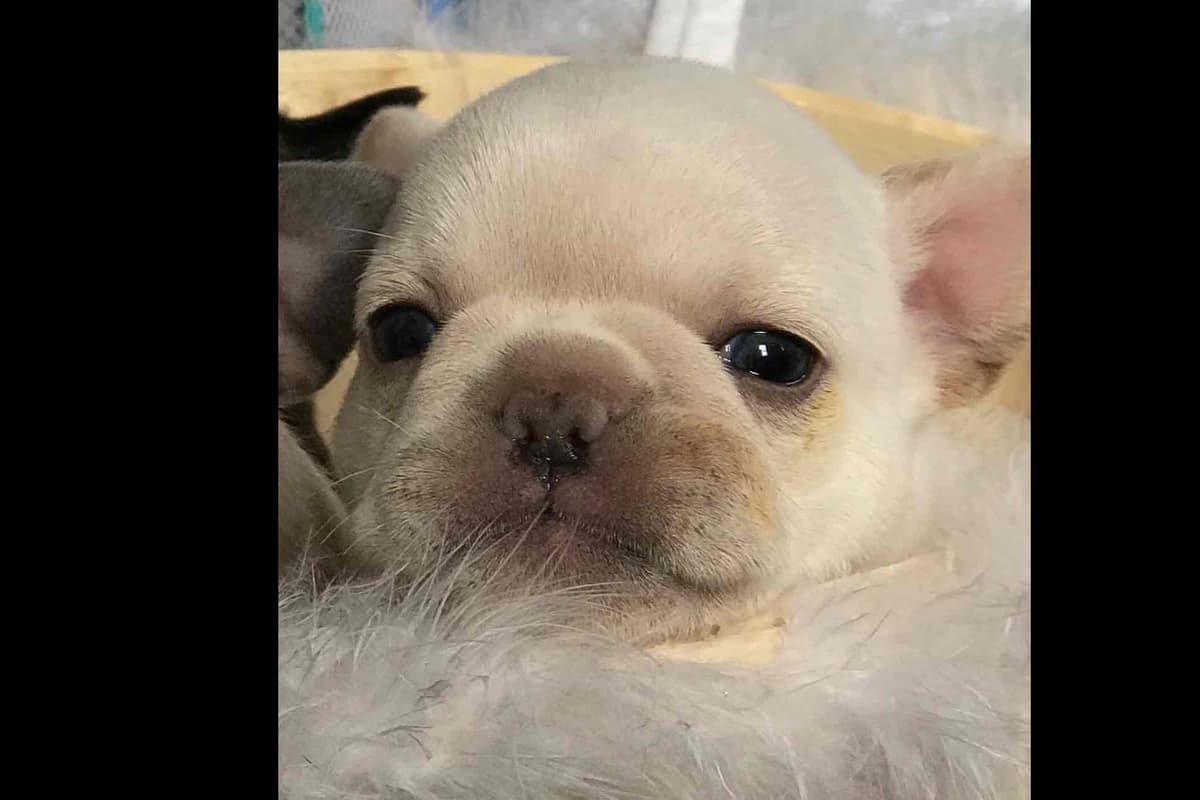 Champagne Isabella French Bulldogs (6 lbs) breeder image 47