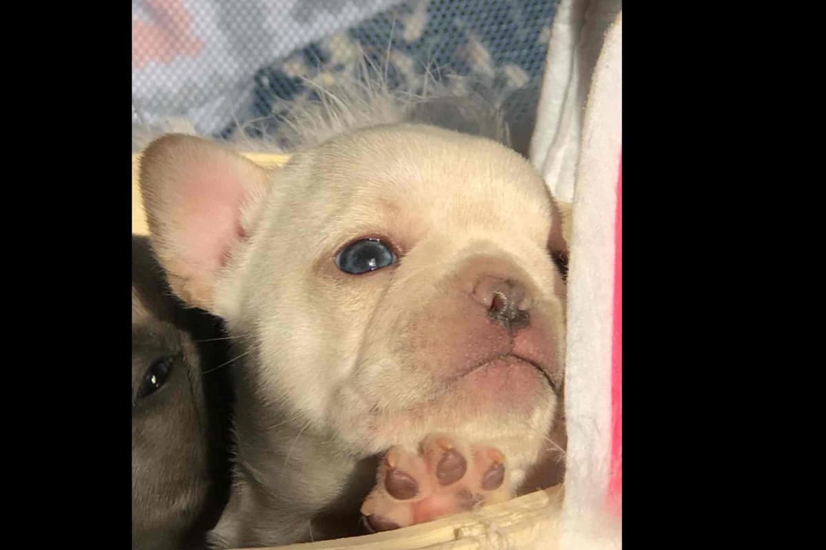 Champagne Isabella French Bulldogs (6 lbs) breeder image 6