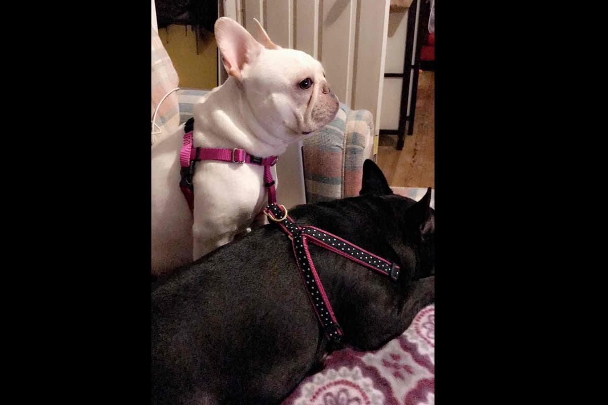 Champagne Isabella French Bulldogs (6 lbs) breeder image 58