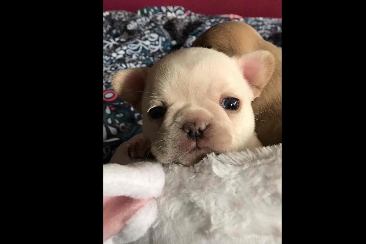 Champagne Isabella French Bulldogs (6 lbs) breeder image 20