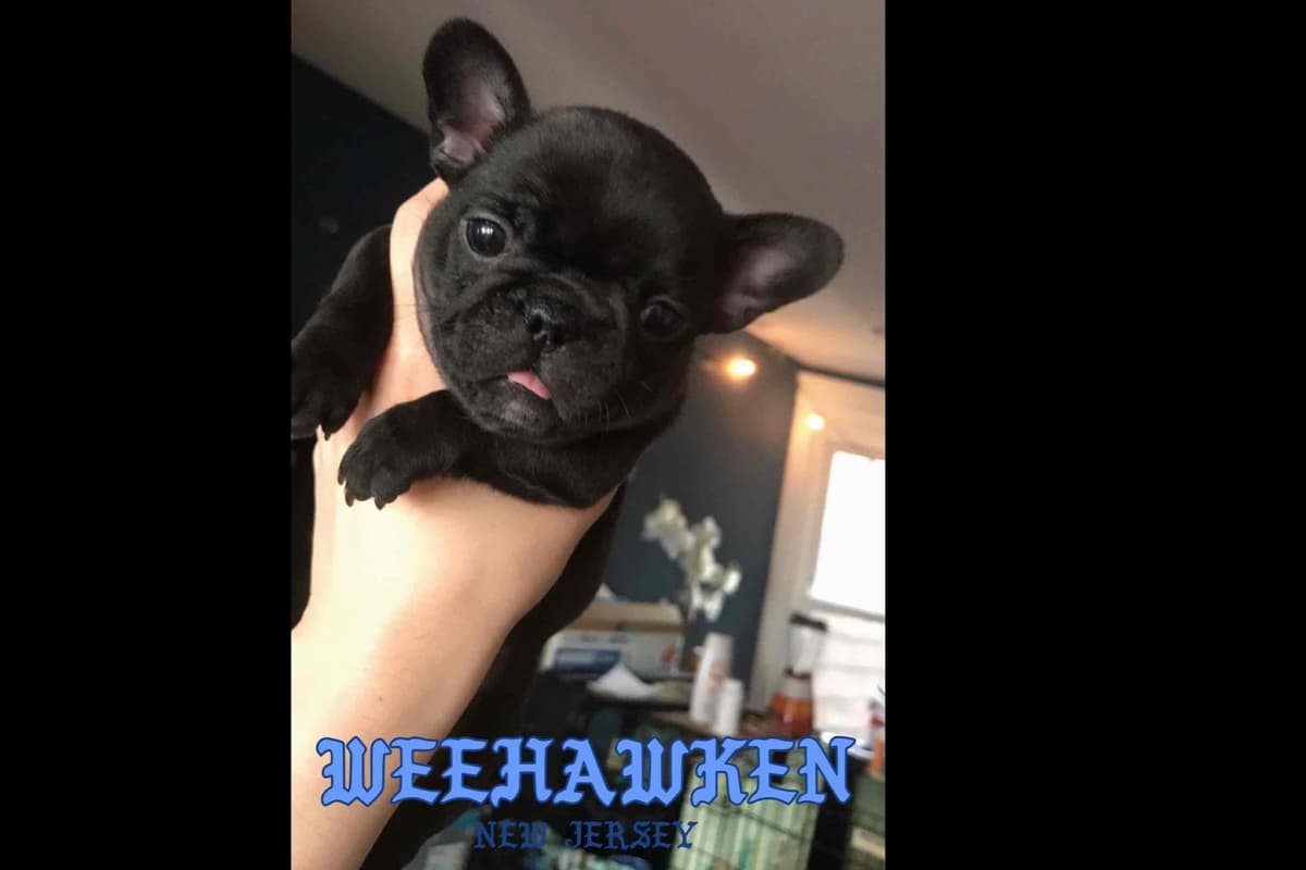 Champagne Isabella French Bulldogs (6 lbs) breeder image 71