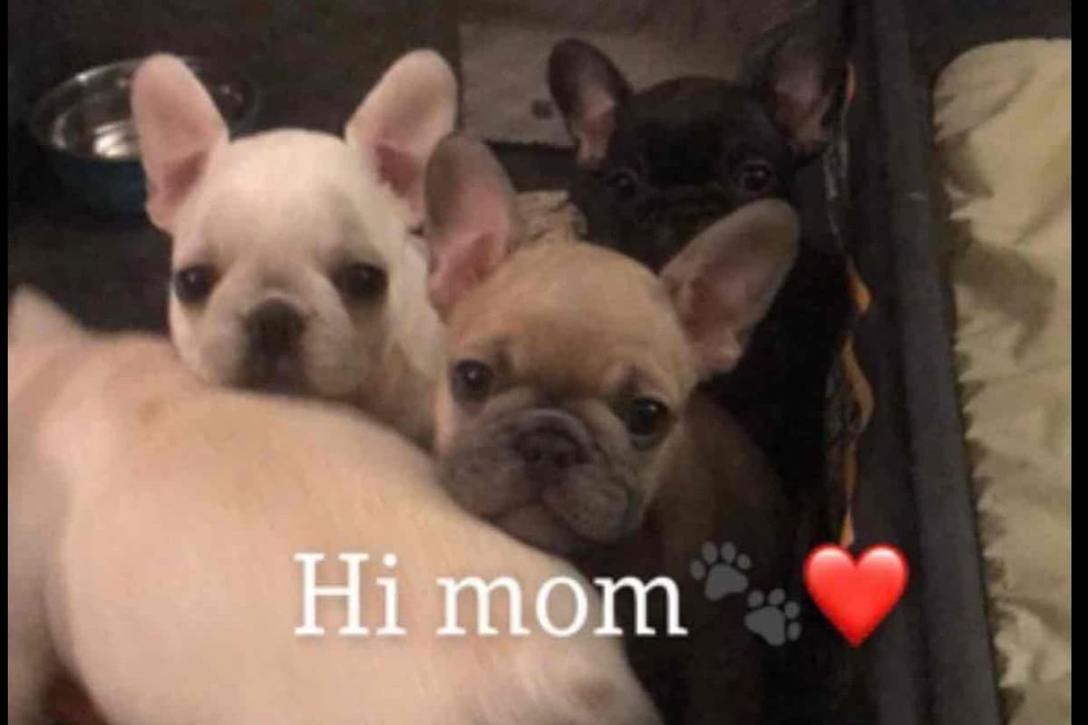 Champagne Isabella French Bulldogs (6 lbs) breeder image 17