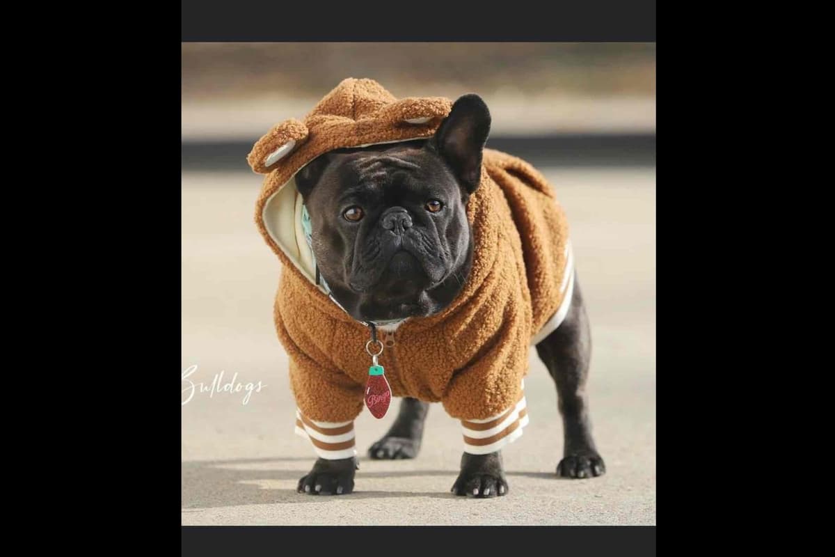 Champagne Isabella French Bulldogs (6 lbs) breeder image 14
