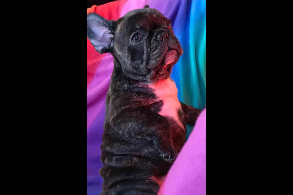 Champagne Isabella French Bulldogs (6 lbs) breeder image 42