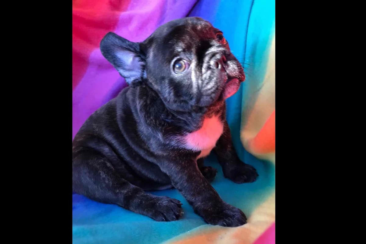 Champagne Isabella French Bulldogs (6 lbs) breeder image 56