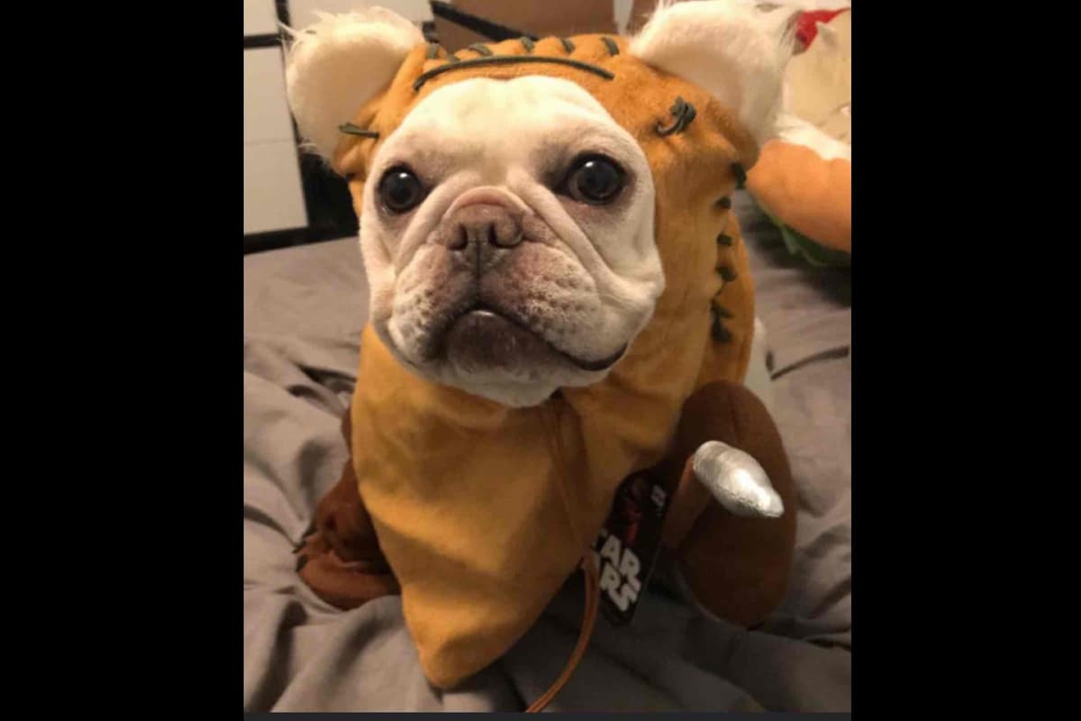Champagne Isabella French Bulldogs (6 lbs) breeder image 52