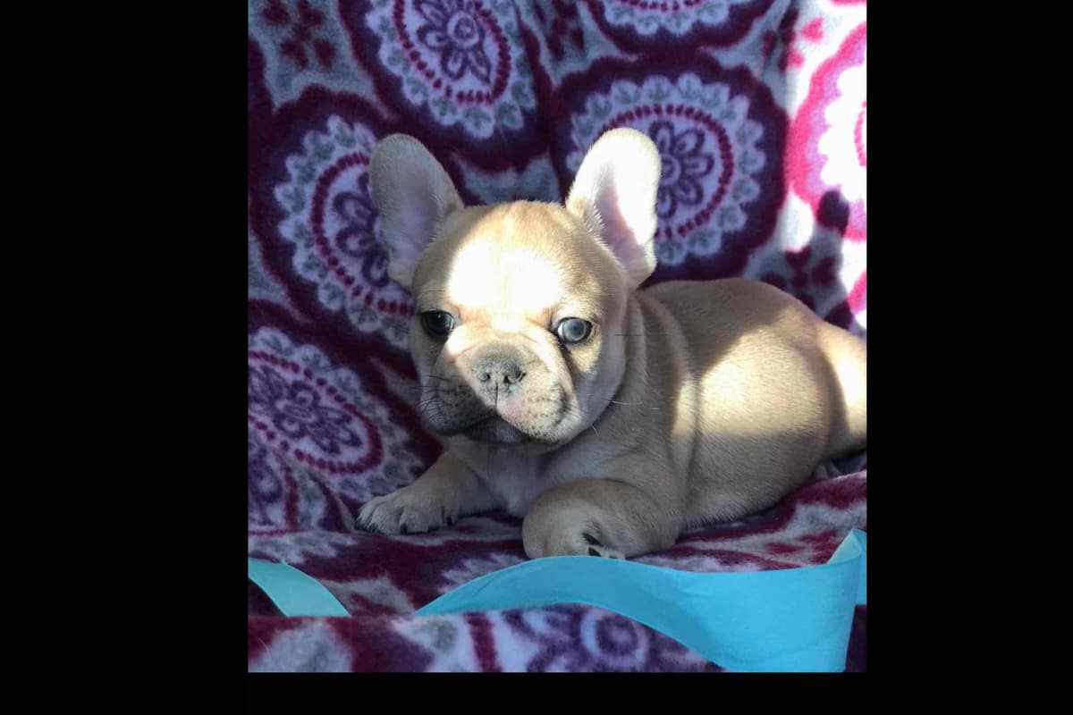 Champagne Isabella French Bulldogs (6 lbs) breeder image 11
