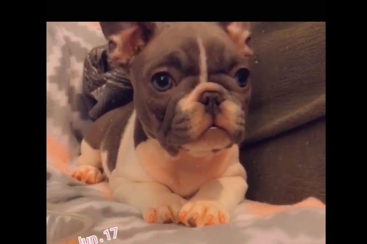Champagne Isabella French Bulldogs (6 lbs) breeder image 30
