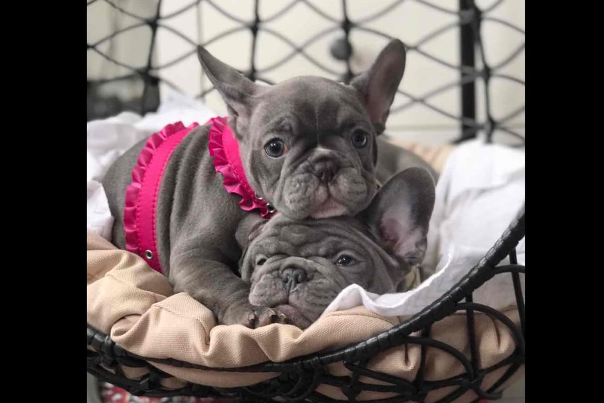 Champagne Isabella French Bulldogs (6 lbs) breeder image 21