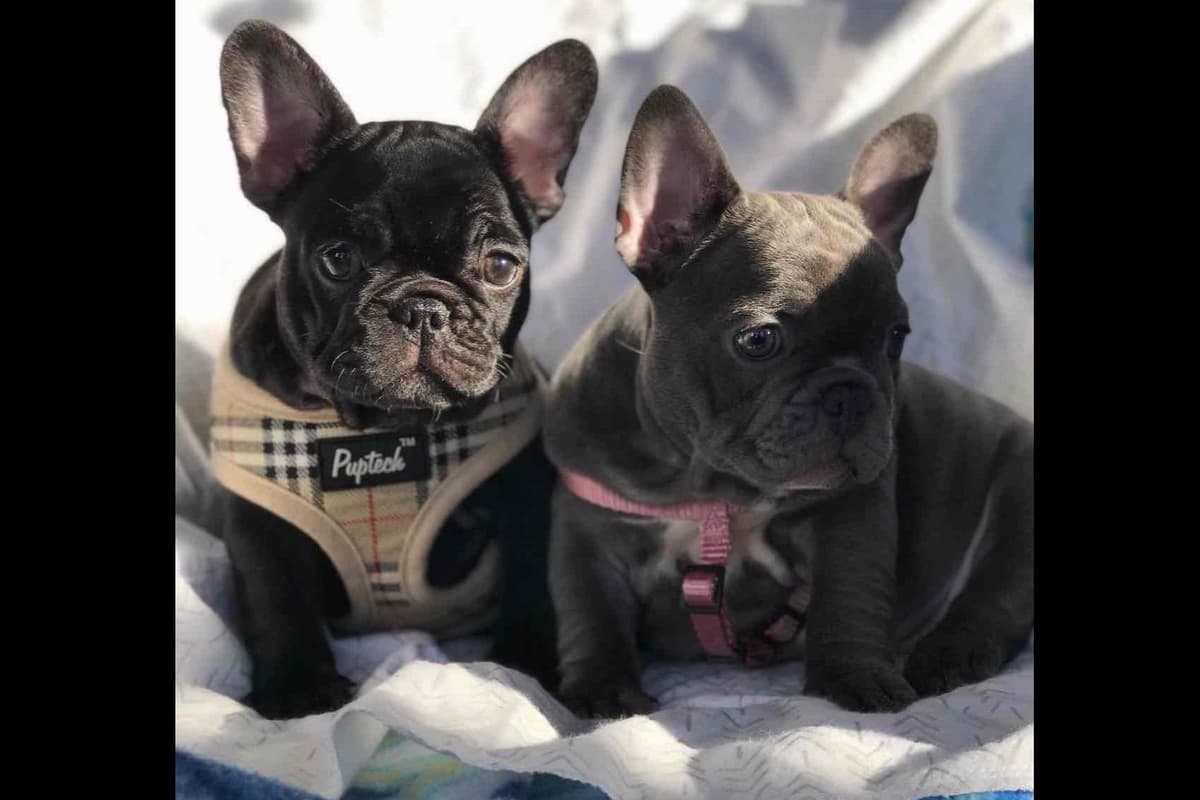 Champagne Isabella French Bulldogs (6 lbs) breeder image 16