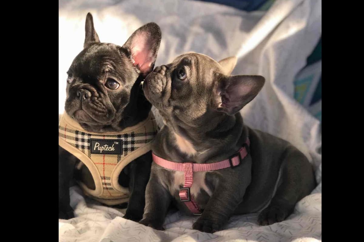 Champagne Isabella French Bulldogs (6 lbs) breeder image 10