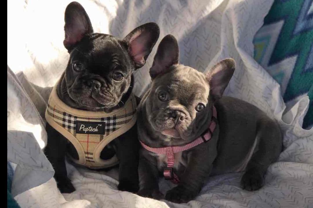Champagne Isabella French Bulldogs (6 lbs) breeder image 24