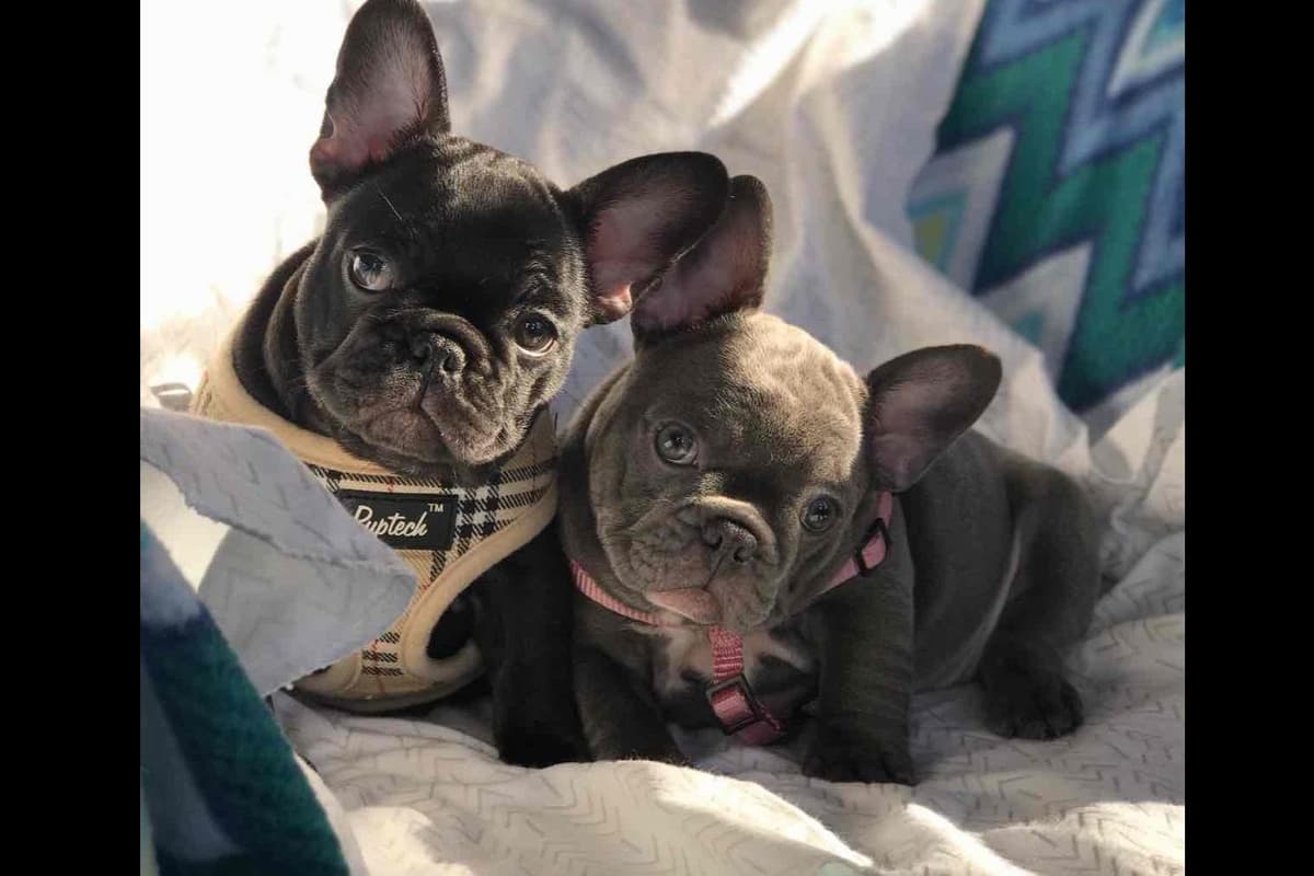 Champagne Isabella French Bulldogs (6 lbs) breeder image 4