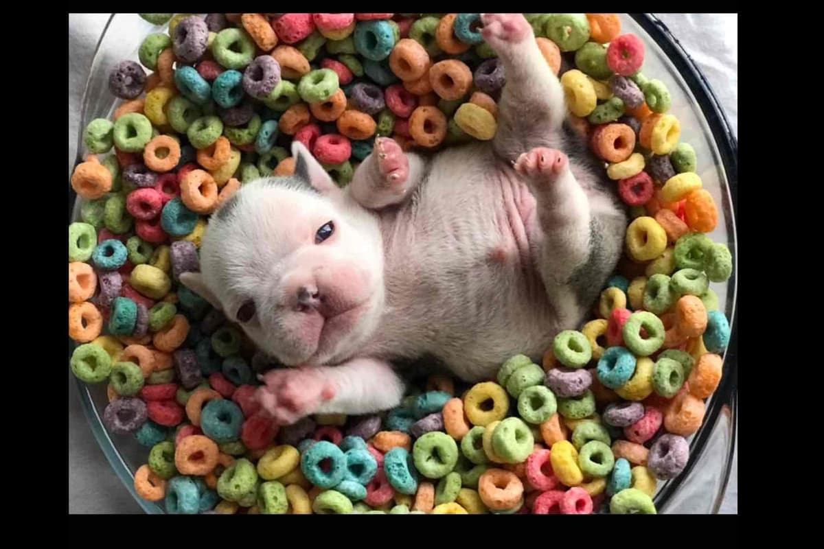 Champagne Isabella French Bulldogs (6 lbs) breeder image 2