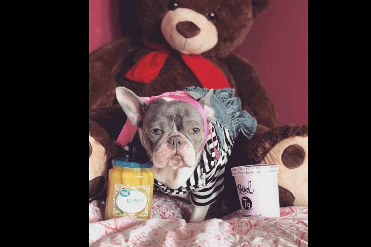 Champagne Isabella French Bulldogs (6 lbs) breeder image 3
