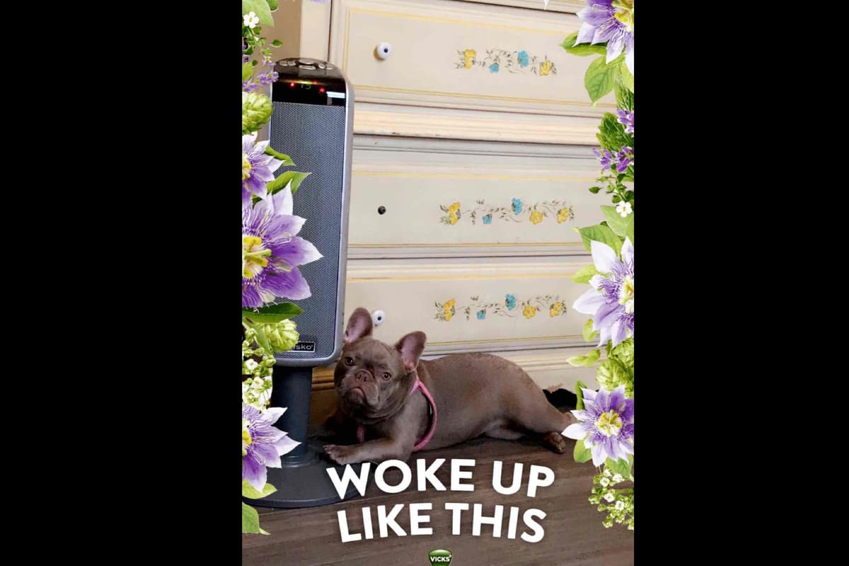 Champagne Isabella French Bulldogs (6 lbs) breeder image 25