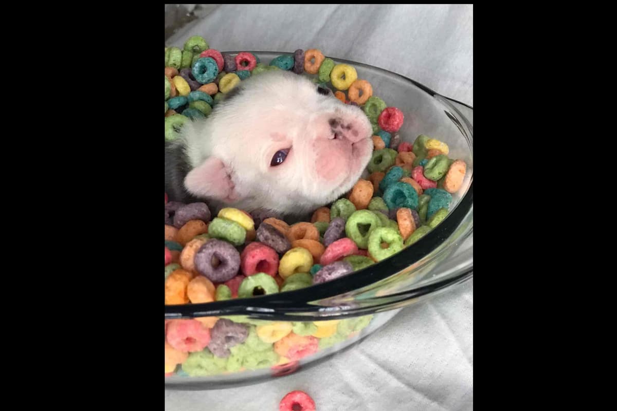 Champagne Isabella French Bulldogs (6 lbs) breeder image 18